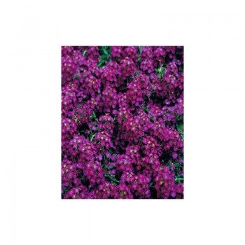 Фаворит Дип Перпл (Deep Purple) семян алиссума (Kitano Seeds)