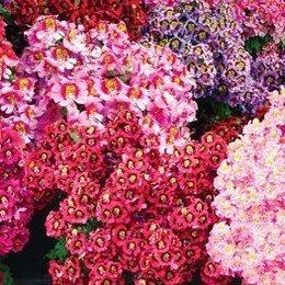 Фіджи F1 суміш насіння схізантусу (GL Seeds)