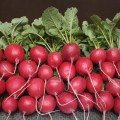 Філіпар F1 насіння редису (Syngenta)
