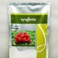 Філіпар F1 насіння редису (Syngenta)