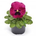 Фіно F1 рожева вічком (Rose With Blotch) насіння віоли (Syngenta)