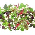 Фітнес (5 урожаїв) набір насіння мікрозеленого (Agrocity)