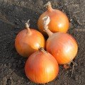 Флагман F1 насіння цибулі ріпчастої жовтої (LibraSeeds)