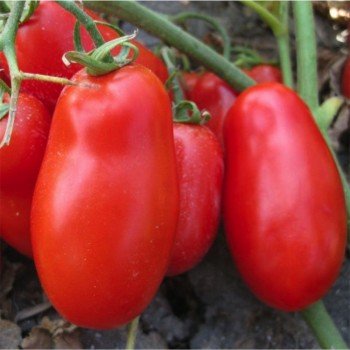 Флендер F1 семена помидора детерминантного (Cora Seeds)