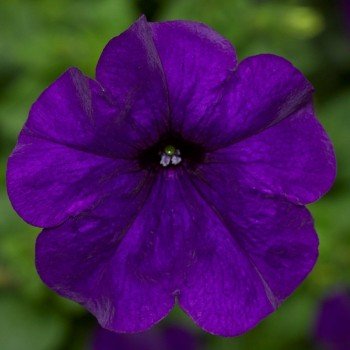 Фотофиниш F1 синяя (blue) семена петунии каскадной (Syngenta)