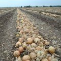 Франциско (прайм.) насіння цибулі ріпчастої жовтої (Hazera)
