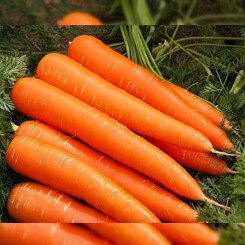 Франсис семена моркови Флакке (Moravoseed)