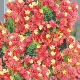 Гірлянда Абрикосова насіння кермека однорічн. 50см (Seedera)