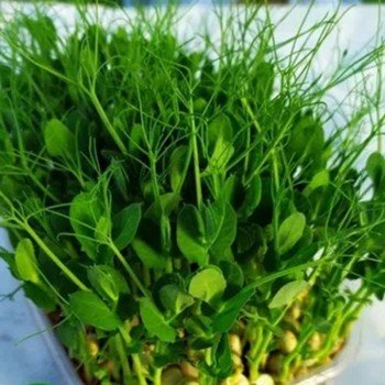 Горох цукровий спаржевий насіння мікрозелене (Agrocity)