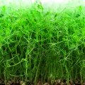 Горох цукровий спаржевий насіння мікрозелене (Agrocity)