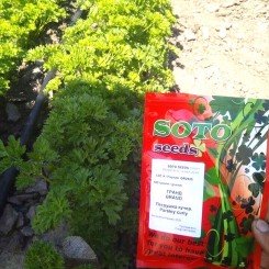 Гранд семян петрушки вьющейся (Soto Seeds)