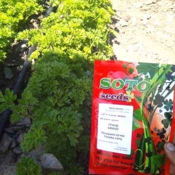 Гранд насіння петрушки кучерявої (Soto Seeds) Гранд насіння петрушки кучерявої (Soto Seeds)