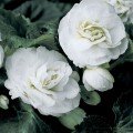 Гоу-Гоу F1 біла (white) насіння бегонії (Syngenta)