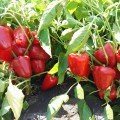 Яніка F1 насіння перцю солодкого (Kitano Seeds)