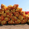 Яніка F1 насіння перцю солодкого (Kitano Seeds)