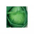 Ярославне насіння капусти білокачанної (Hortus)
