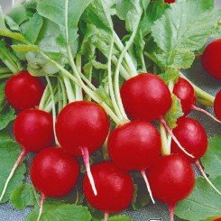 Илка семян редиса (Seedera)