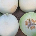 Анук F1 (INX 1063 F1) семена дыни тип Хани Дью (Innova Seeds)