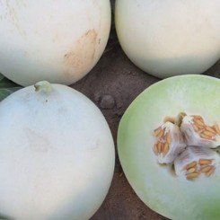 Анук F1 (INX 1063 F1) семена дыни тип Хани Дью (Innova Seeds)