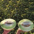 Анук F1 (INX 1063 F1) насіння дині тип Хані Дью (Innova Seeds)
