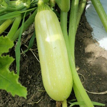 Рішар F1 (INX 1423 F1) насіння кабачка (Innova Seeds)