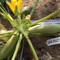 Рішар F1 (INX 1423 F1) насіння кабачка (Innova Seeds)