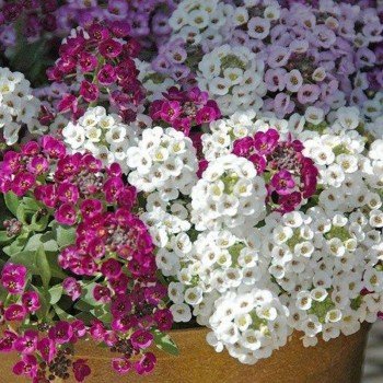 Кам'янник суміш (mix) насіння аліссума (Moravoseed)