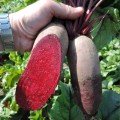 Каркулка семян свеклы столовой (Semo)