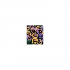 Carrousel Yellow / Blue семена виолы (Kitano Seeds)