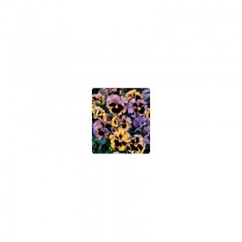 Carrousel Yellow / Blue семена виолы (Kitano Seeds)