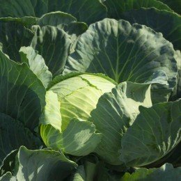 Кататор F1 семян капусты б/н средней 80-85 дн. 2-3 кг окр. (Syngenta)