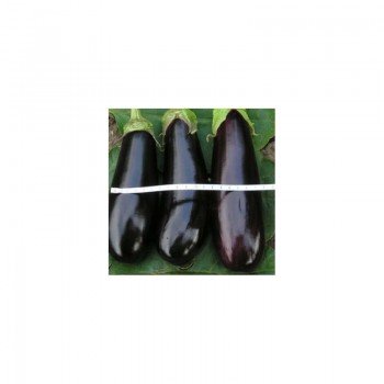 Коломбо семян баклажана раннего (Свитязь)