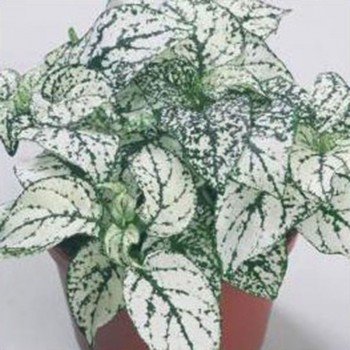 Конфити белый (white) семена гипоэстеса (Sakata)