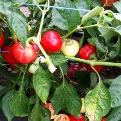 Корал насіння гіркого перцю (Moravoseed)