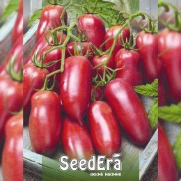Корейське довгоплідне насіння помідора індетермінантного (Seedera)