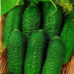 Коренная F1 семена огурца партенокарпического (Satimex КЛ)