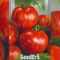 Королевская красота семян помидора индетерминантного (Seedera)
