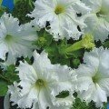 Крайковий завій F1 біла (white) насіння петунії махрової (Cerny)