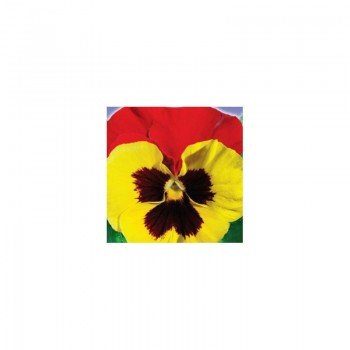 Красные крылья F1 семена виолы (GL Seeds)