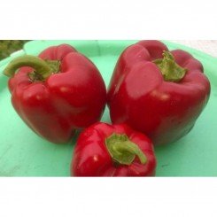Красный куб F1 семян перца сладкого (GL Seeds)