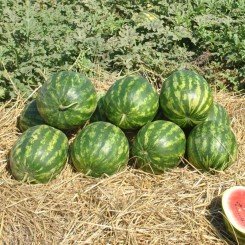 Кримсон Делайт F1 насіння кавуна раннього (Hollar Seeds)