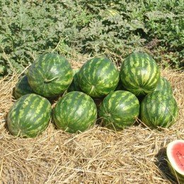 Крымсон Делайт F1 семена арбуза раннего (Hollar Seeds)