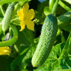 Крошка из Шанхая семена огурца пчелоопыляемого (GL Seeds)