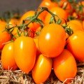 Бенигара F1 (КС 1430 F1) семена помидора индетерминантного (Kitano Seeds)