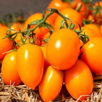 Бенигара F1 (КС 1430 F1) семена помидора индетерминантного (Kitano Seeds)