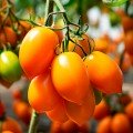 Бенигара F1 (КС 1430 F1) семена помидора индетерминантного (Kitano Seeds)