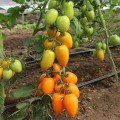 Бенигара F1 (КС 1430 F1) семена помидора индетерминантного (Kitano Seeds)