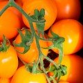 Бенигара F1 (КС 1430 F1) семена помидора индетерминантного (Kitano Seeds)