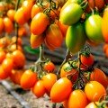 Бенигара F1 (КС 1430 F1) семена помидора индетерминантного (Kitano Seeds)