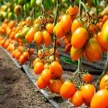 Бенигара F1 (КС 1430 F1) семена помидора индетерминантного (Kitano Seeds)